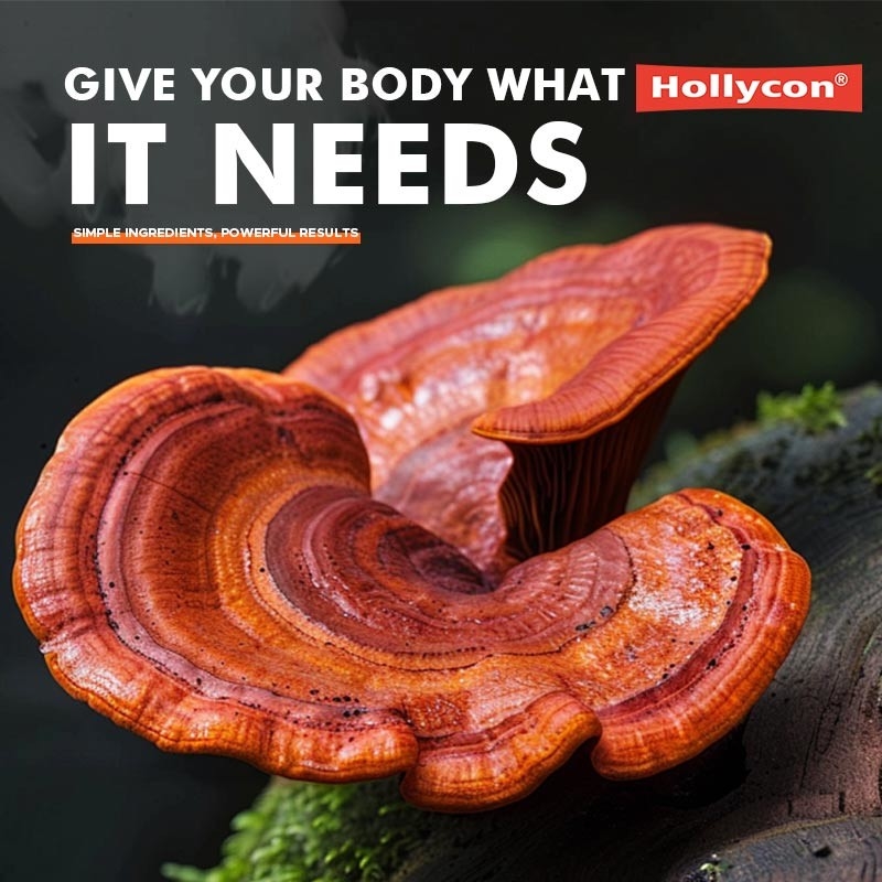 Vervaardiger Champignon Supplement Leeuwenmane Capsules Helpen Lever Nier Geheugen Ondersteunen Immuun